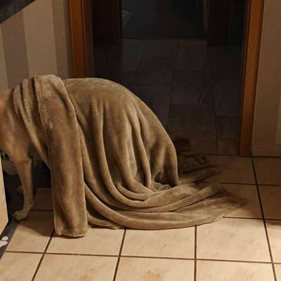 Windhunde - Treffen der besonderen Schönheiten
HERZLICH WILLKOMMEN-Beitrag-Bild