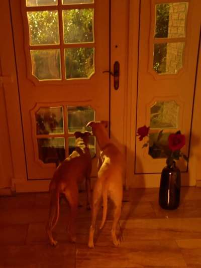 Windhunde - Treffen der besonderen Schönheiten
HERZLICH WILLKOMMEN-Beitrag-Bild