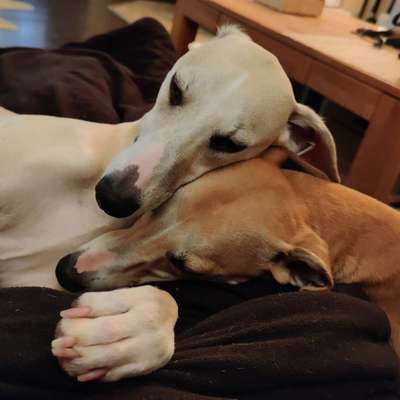 Windhunde - Treffen der besonderen Schönheiten
HERZLICH WILLKOMMEN-Beitrag-Bild