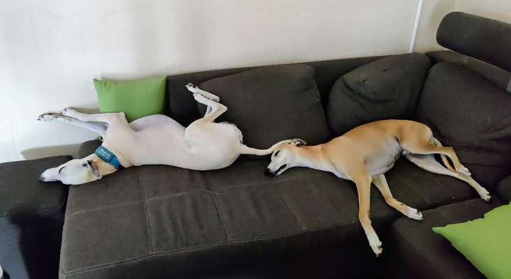 Windhunde - Treffen der besonderen Schönheiten
HERZLICH WILLKOMMEN-Beitrag-Bild