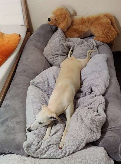 Windhunde - Treffen der besonderen Schönheiten
HERZLICH WILLKOMMEN-Beitrag-Bild