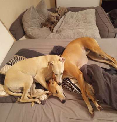 Windhunde - Treffen der besonderen Schönheiten
HERZLICH WILLKOMMEN-Beitrag-Bild