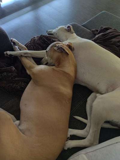 Windhunde - Treffen der besonderen Schönheiten
HERZLICH WILLKOMMEN-Beitrag-Bild