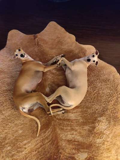 Windhunde - Treffen der besonderen Schönheiten
HERZLICH WILLKOMMEN-Beitrag-Bild