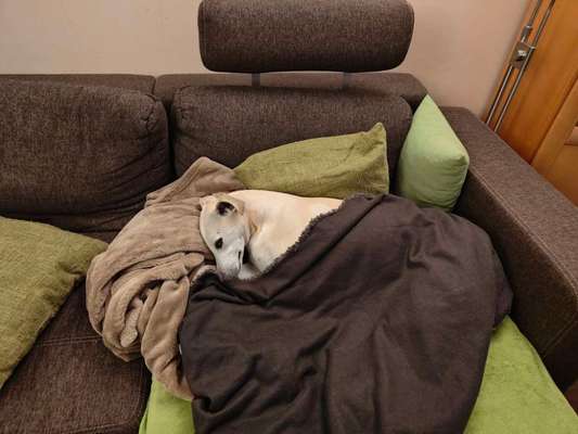 Windhunde - Treffen der besonderen Schönheiten
HERZLICH WILLKOMMEN-Beitrag-Bild