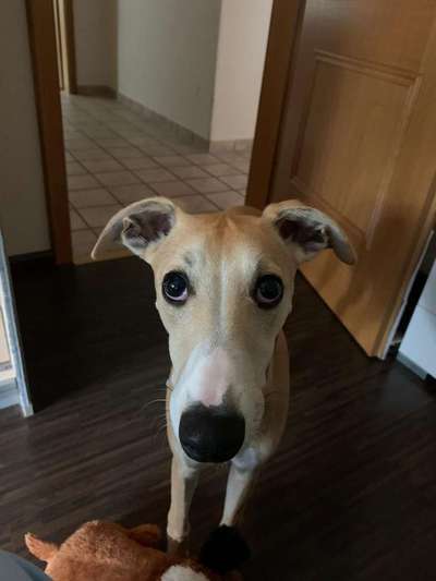 Windhunde - Treffen der besonderen Schönheiten
HERZLICH WILLKOMMEN-Beitrag-Bild