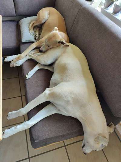 Windhunde - Treffen der besonderen Schönheiten
HERZLICH WILLKOMMEN-Beitrag-Bild