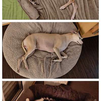 Windhunde - Treffen der besonderen Schönheiten
HERZLICH WILLKOMMEN-Beitrag-Bild