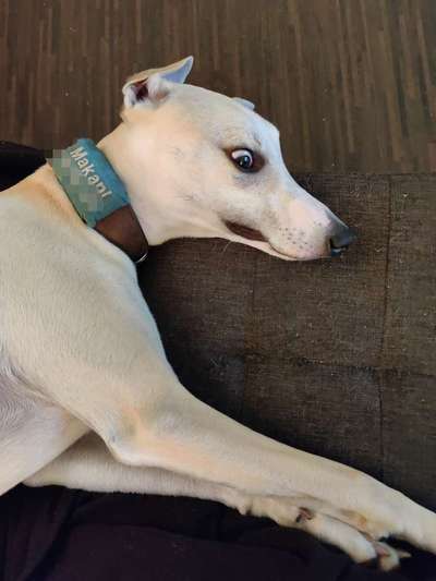 Windhunde - Treffen der besonderen Schönheiten
HERZLICH WILLKOMMEN-Beitrag-Bild