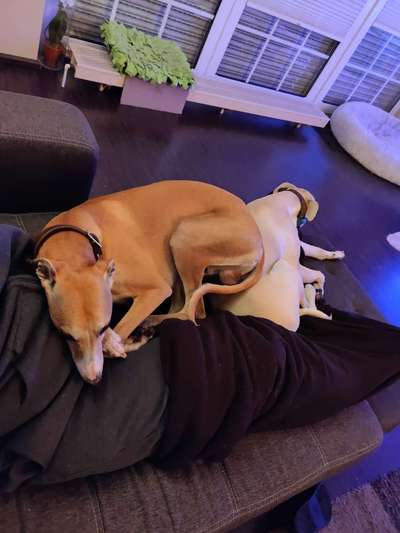 Windhunde - Treffen der besonderen Schönheiten
HERZLICH WILLKOMMEN-Beitrag-Bild