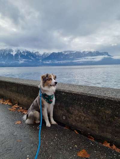 Dogorama Photo Challenge - Steine/Felsen-Beitrag-Bild