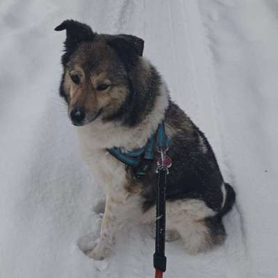 Hundetreffen-Gassirunde