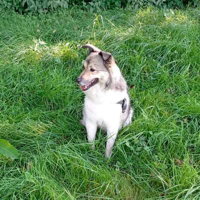 Hundetreffen-Gassirunde