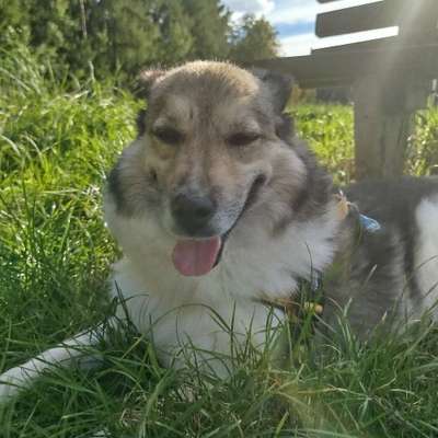 Hundetreffen-Gassirunde