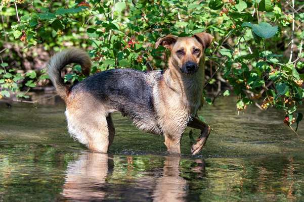 Mischlinge raten - Rätselspaß-Beitrag-Bild