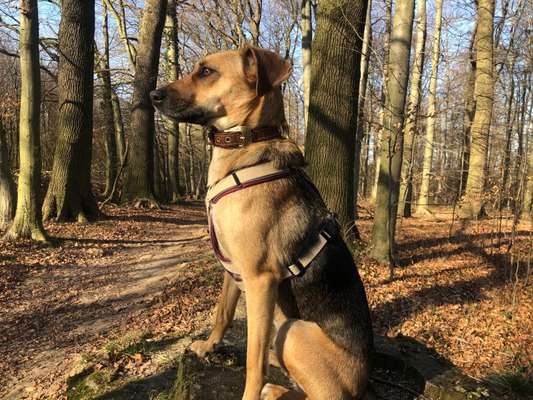 Auslandstierschutz-Beitrag-Bild