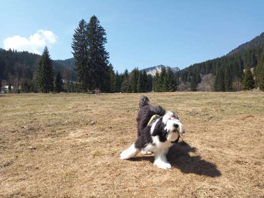 Welpen Bilder !-Beitrag-Bild