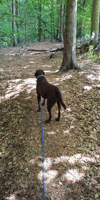 Hundeauslaufgebiet-Naturschutzgebiet Hohes Elbufer-Bild