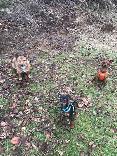 Hundetreffen-Kleine Hunde im Westerwald-Bild