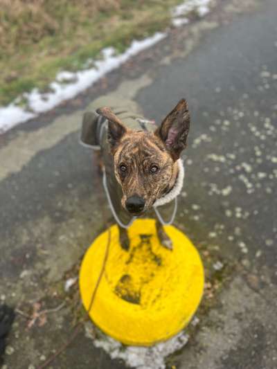 Hundetreffen-Social Walks/Gemeinsames Spazieren-Bild