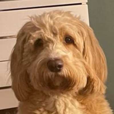 Hundefriseure-Salon Lieblingshund Guxhagen-Bild