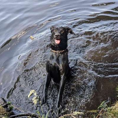 Hundetreffen-Gassigang Hundetreffen-Bild