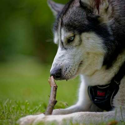 Hundetreffen-Lucky sucht einen Spielpartner oder Partnerin-Bild