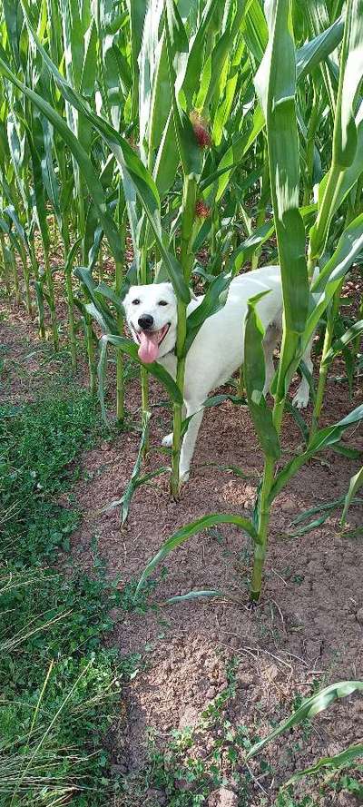 Dogorama Photo Challenge - Versteckspiel-Beitrag-Bild