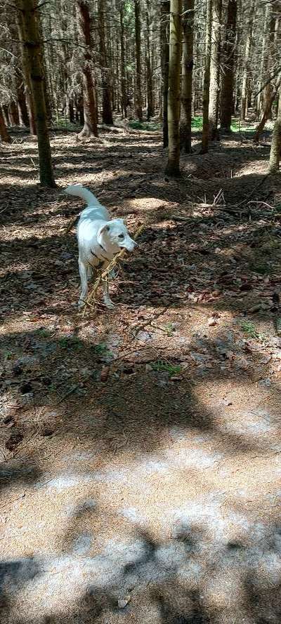 Dogorama Photo Challenge - Mein Holz und ich-Beitrag-Bild