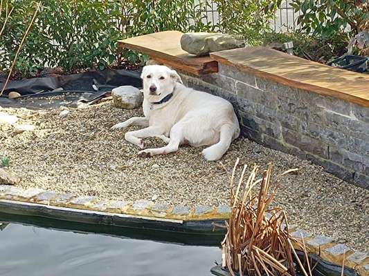 Auslandstierschutz-Beitrag-Bild