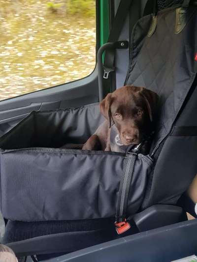 Welpen Bilder !-Beitrag-Bild