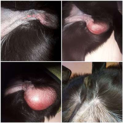 Kastration Rüde-Beitrag-Bild