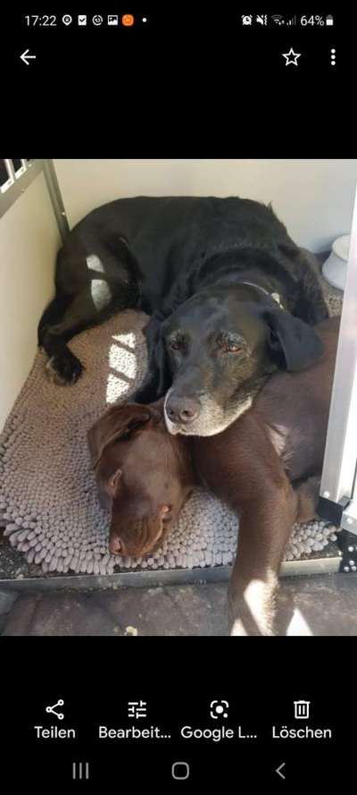 Welpen Bilder !-Beitrag-Bild