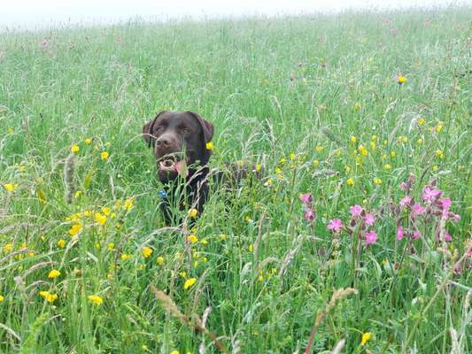 Die Dogorama Monats Challenge "Es grünt und blüht"-Beitrag-Bild