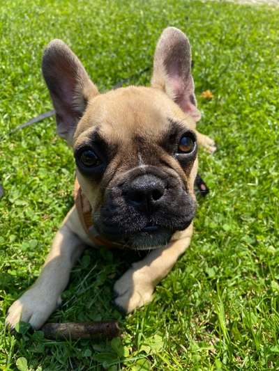 Die Dogorama Kalender Challenge 4/4-Beitrag-Bild