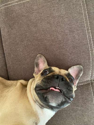 Die Dogorama Wochen Challenge-Beitrag-Bild