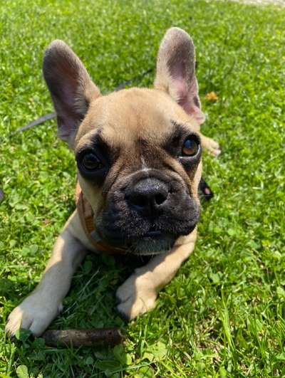 Die Dogorama Monats Challenge "Es grünt und blüht"-Beitrag-Bild