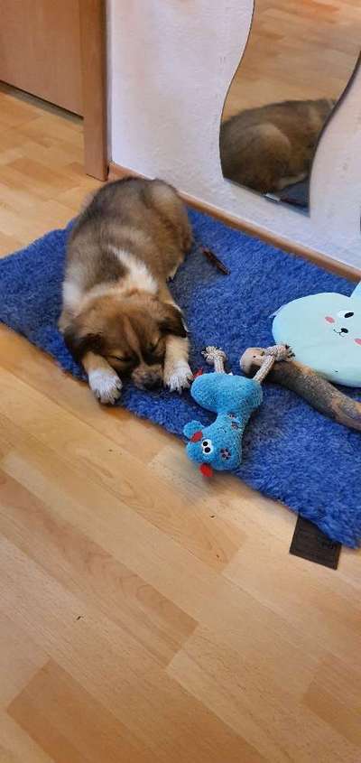 Welpen Bilder !-Beitrag-Bild