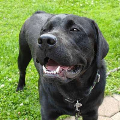 Hundetreffen-Gassirunde Teufelsküche Günzthal-Bild