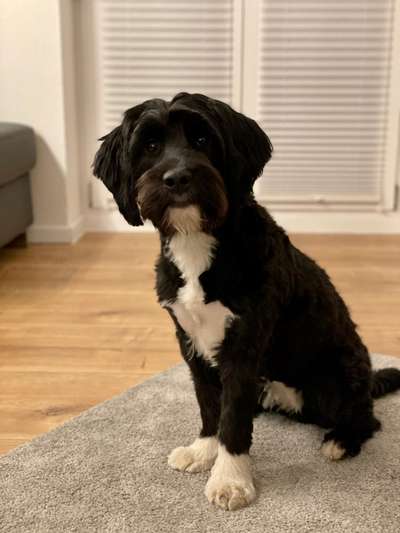 Hundetreffen-Junghund Treffen eingezäunter Auslauf-Bild