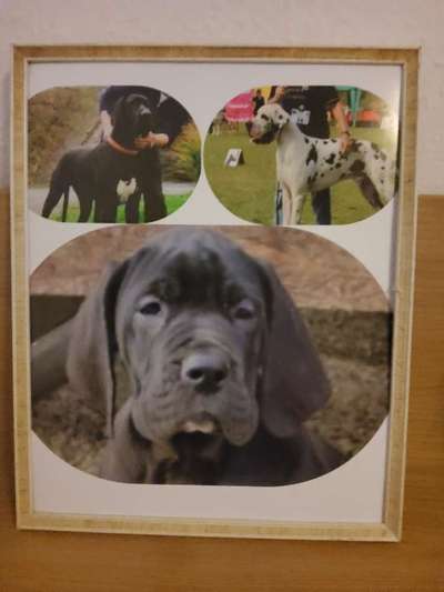 Deutsche Doggen Besitzer zeigt euch-Beitrag-Bild