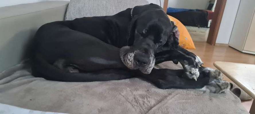 Welche Hunderasse-Beitrag-Bild