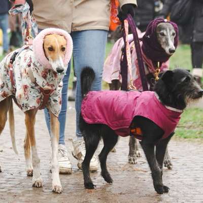 Hundetreffen-Gassi gehen oder Social Walks-Bild