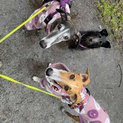 Hundetreffen-Gassi gehen oder Social Walks-Bild