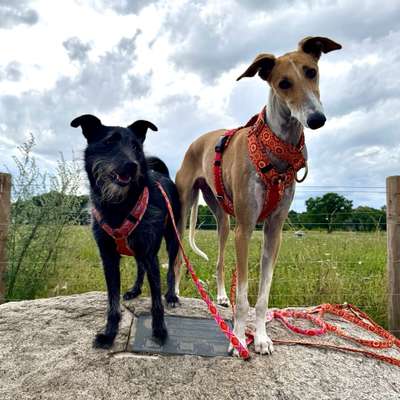 Hundetreffen-Gassi gehen oder Social Walks-Bild