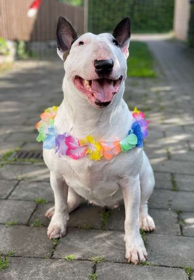 Hundetreffen-Gassi gehen  für Alt und Jung-Bild