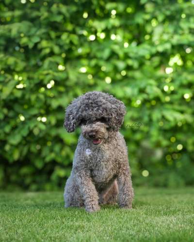 Hundetreffen-Üben-Bild