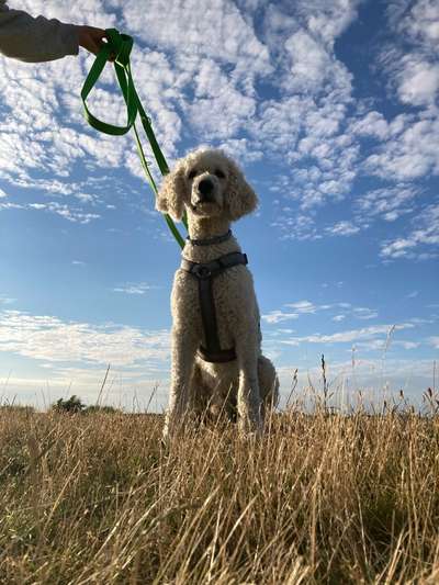 Ist das ein...?-Beitrag-Bild