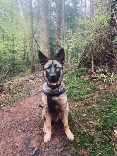 Die Dogorama Monats Challenge "Es grünt und blüht"-Beitrag-Bild