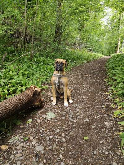 Hundetreffen-Auch die großen wollen Toben-Bild